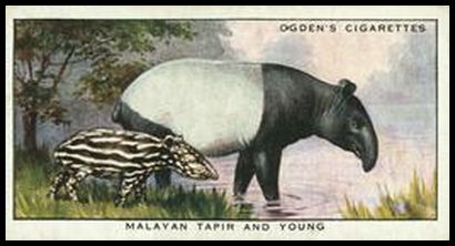 12 Malayan Tapir and Young